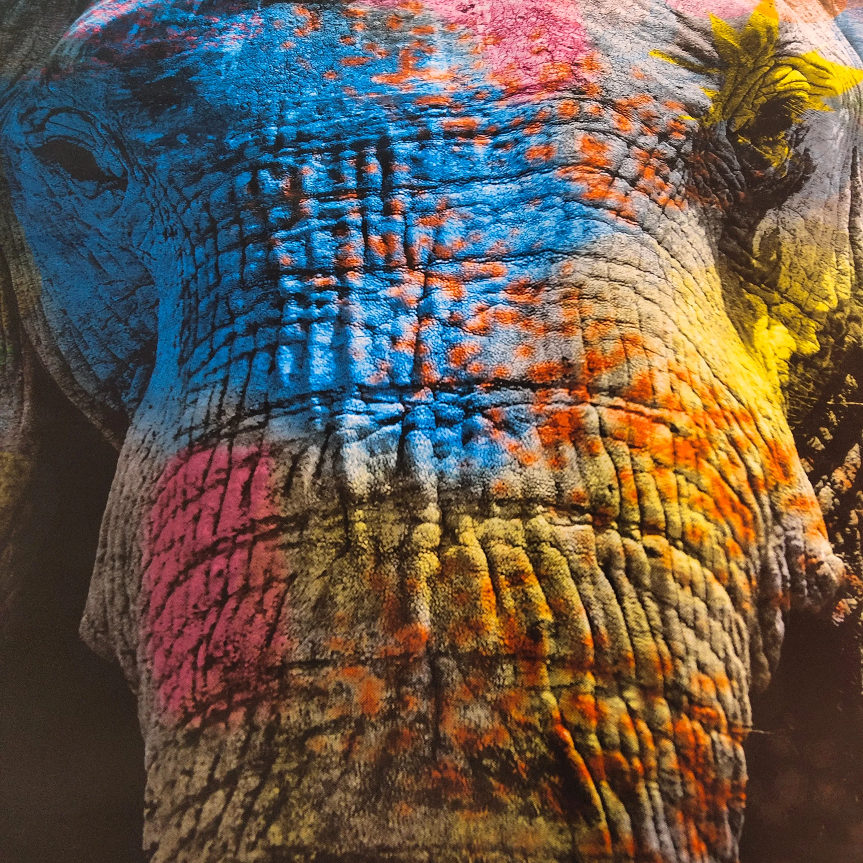 Colorful Elephant Wall Art