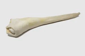Full Length Bull Tail