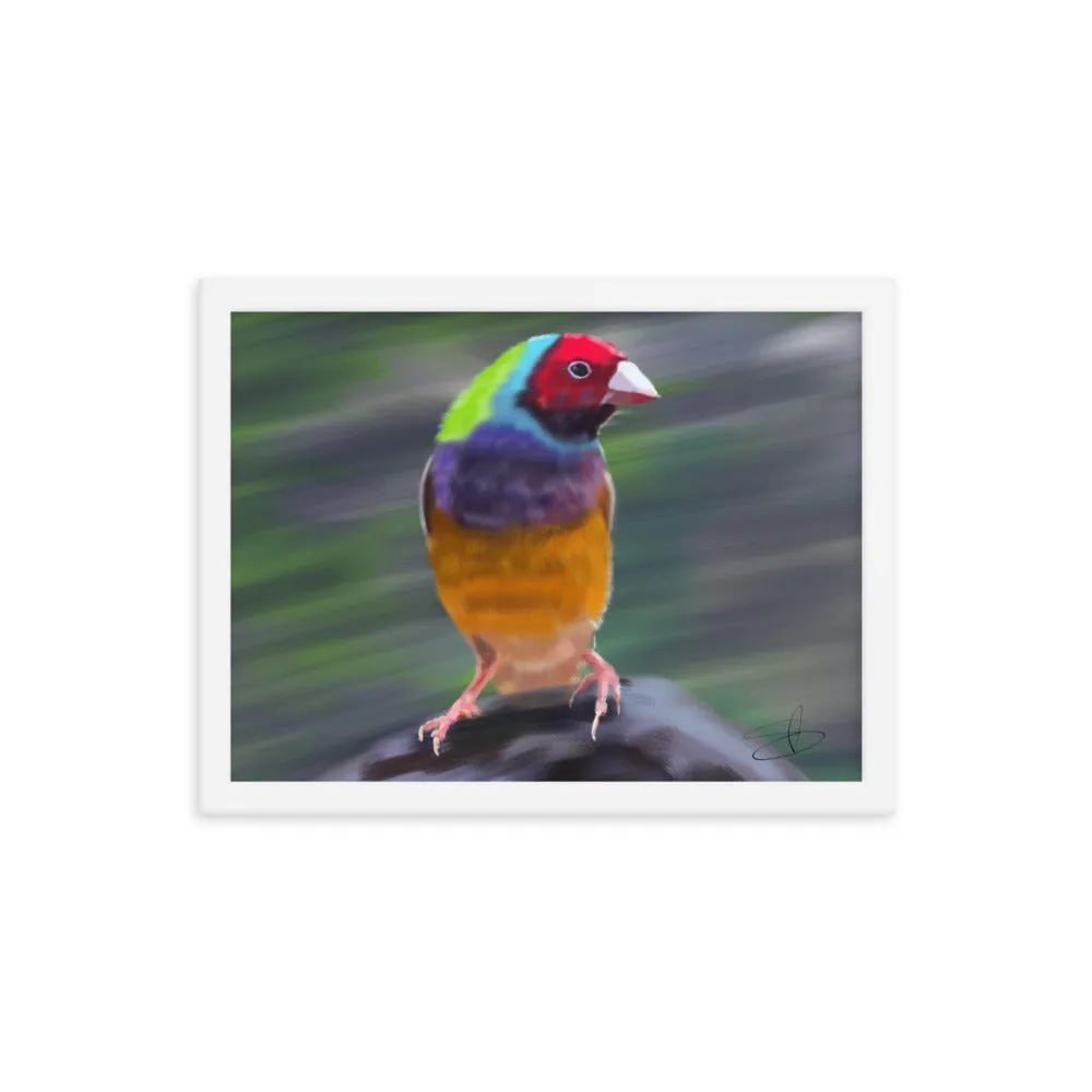 Gouldian Finch by Chris G Simmons - Framed Poster Print