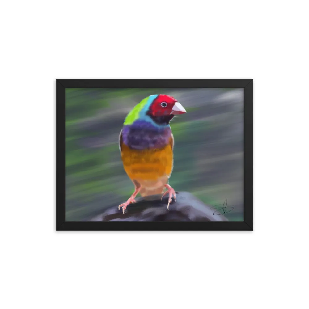 Gouldian Finch by Chris G Simmons - Framed Poster Print