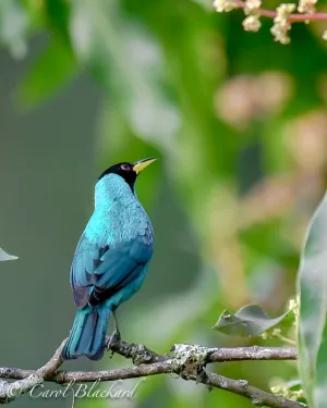Green Honeycreeper , male, from the back