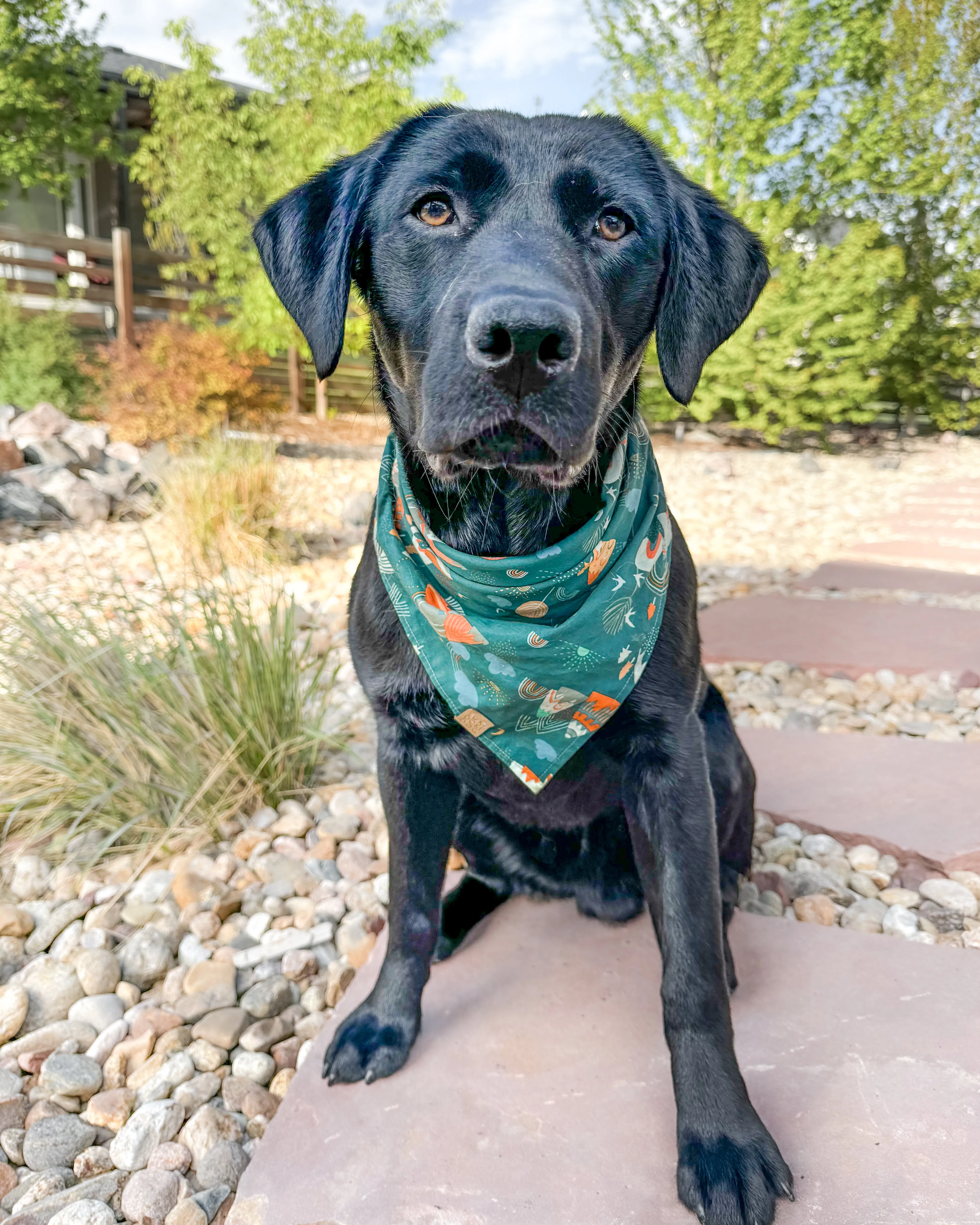 Highland Dog Bandana