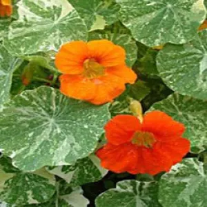Nasturtium, Alaska Mixed