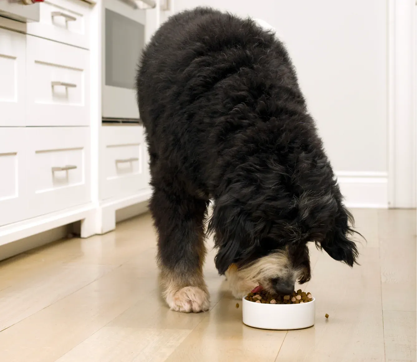 Open Farm Rawmix Dry Dog Food -  Wild Ocean