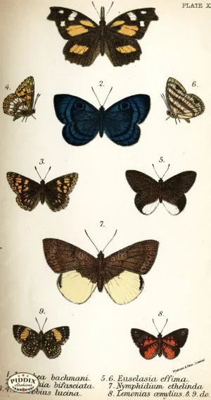 PDXC4382 -- Butterflies