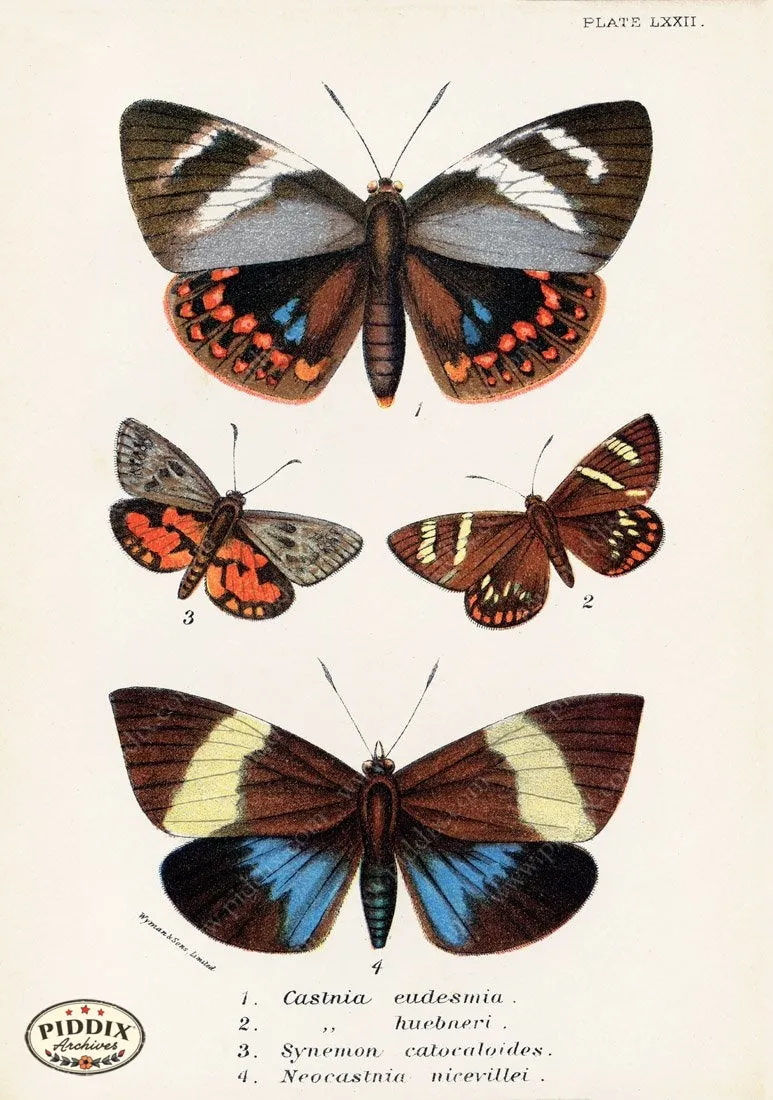 PDXC5316 -- Butterflies