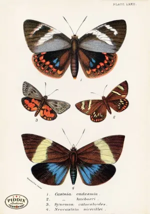 PDXC5316 -- Butterflies