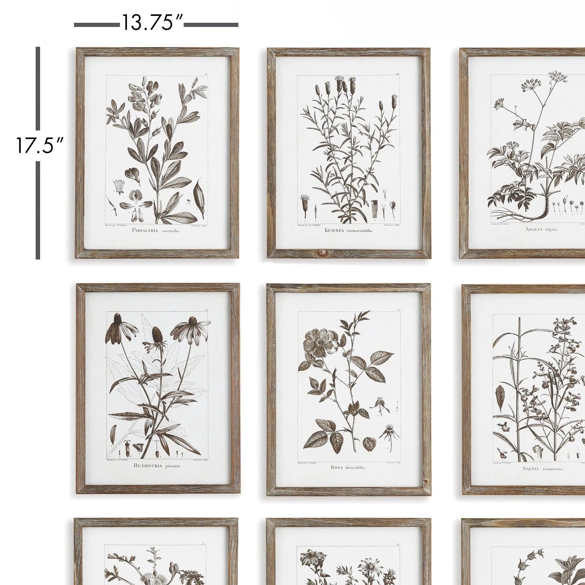 Rustic Foliage Study, Set Of 9