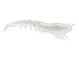 Storm 360GT Shrimp Unrigged Soft Plastic Lure