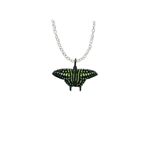 Tailed Jay Butterfly